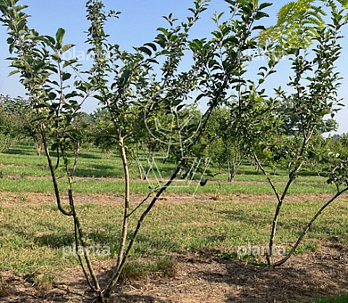 250 tot 300 cm hoog, meerstammig, draadkluit