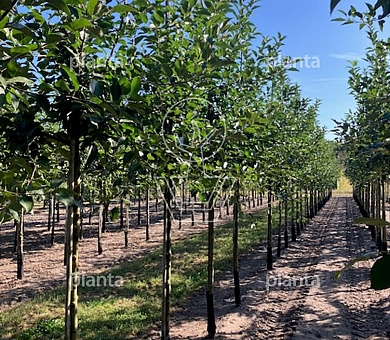 hoogstamboom, stamomtrek 14-16 cm, draadkluit