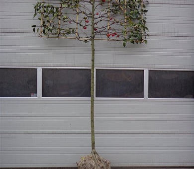 hoogstam leiboom, stamomtrek 14-16 cm, rek 180x120cm, draadkluit