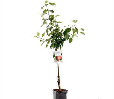 125 tot 150 cm hoog, in pot