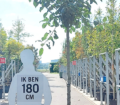 hoogstamboom, stamomtrek 12-14 cm, in pot