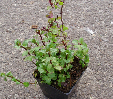 Pot 9 cm