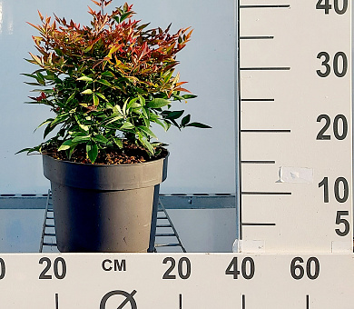 30 tot 40 cm hoog, pot 5 liter