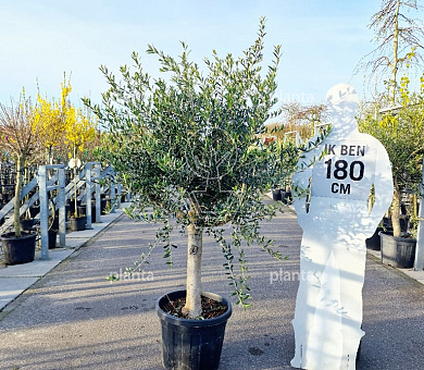 halfstamboom, stamomtrek 20-30 cm, pot 50 liter