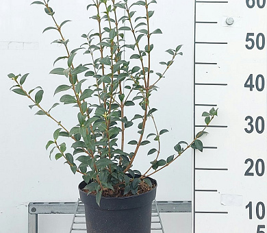 40 tot 50 cm hoog, pot 3 liter