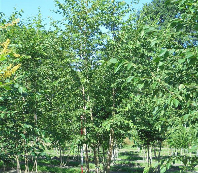 400 tot 450 cm hoog, meerstammig, draadkluit