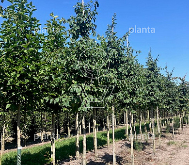 hoogstamboom, stamomtrek 18-20 cm, draadkluit