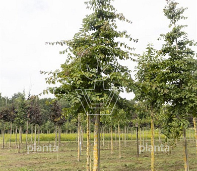 hoogstamboom, stamomtrek 20-25 cm, draadkluit