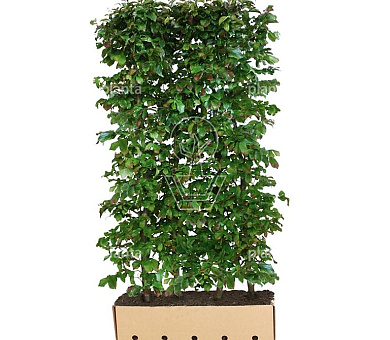Quick Hedge Haagelement 100cm lang x 200cm hoog