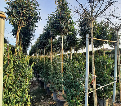 hoogstamboom, stamomtrek 10-12 cm, in pot