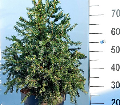 80 tot 100 cm hoog, pot 12 liter