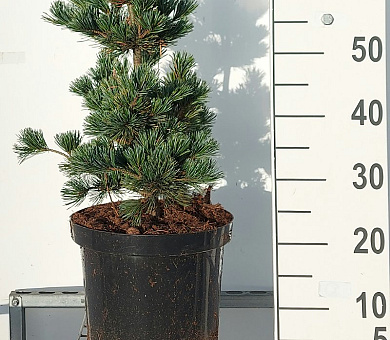 50 tot 60 cm hoog, in pot