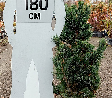 100 tot 120 cm hoog, in pot