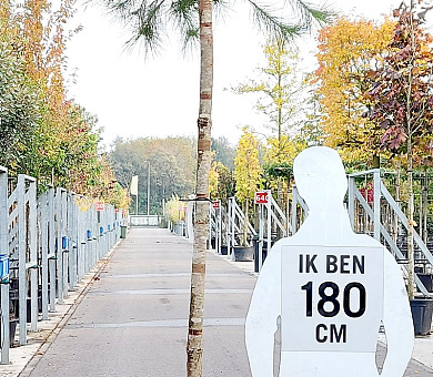 hoogstamboom, stamomtrek 12-14 cm, in pot