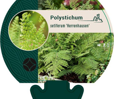 Pot 9 cm