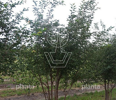 250 tot 300 cm hoog, meerstammig, draadkluit