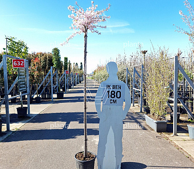 hoogstamboom, stamomtrek 10-12 cm, in pot