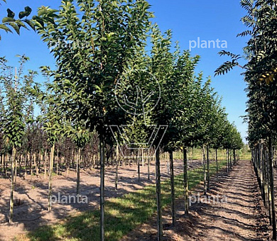 hoogstamboom, stamomtrek 14-16 cm, draadkluit