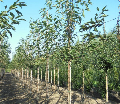 hoogstamboom, stamomtrek 16-18 cm, draadkluit