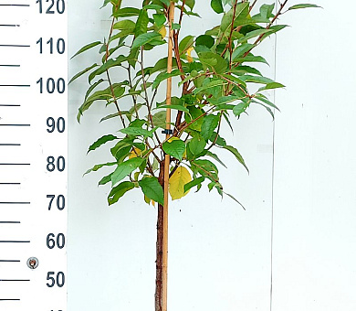 125 tot 150 cm hoog, in pot