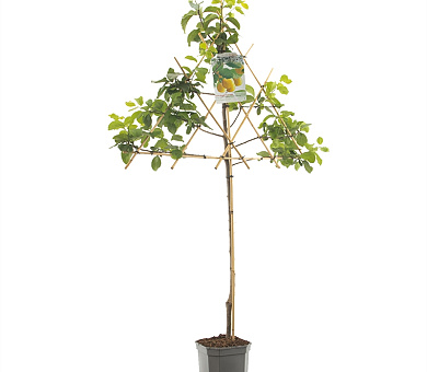 laagstam leiboom, in pot