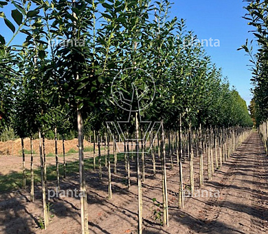 hoogstamboom, stamomtrek 14-16 cm, draadkluit