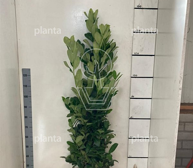 125 tot 150 cm hoog, met kluit