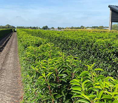 Quick Hedge Haagelement 100cm lang x 150cm hoog