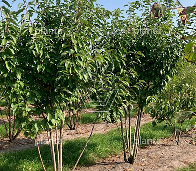 300 tot 350 cm hoog, meerstammig, draadkluit