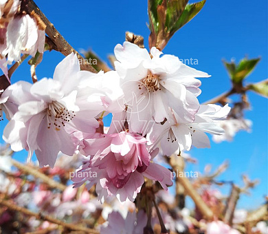 200-250 hoog, meerstammig, draadkluit