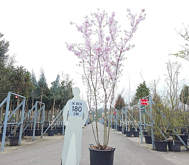 300 tot 350 cm hoog, meerstammig, in pot