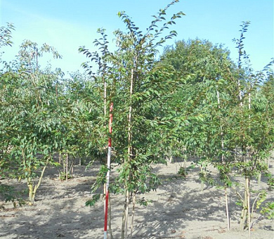 250 tot 300 cm hoog, meerstammig, draadkluit