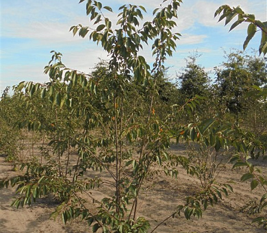 250 tot 300 cm hoog, meerstammig, draadkluit