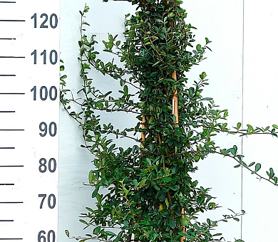 150 tot 175 cm hoog, pot 12 liter