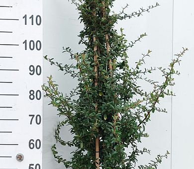 150 tot 175 cm hoog, pot 12 liter