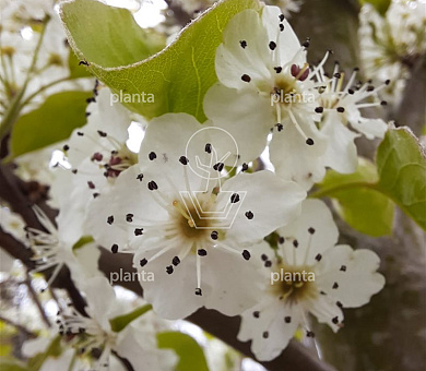 hoogstamboom, stamomtrek 10-12 cm, draadkluit