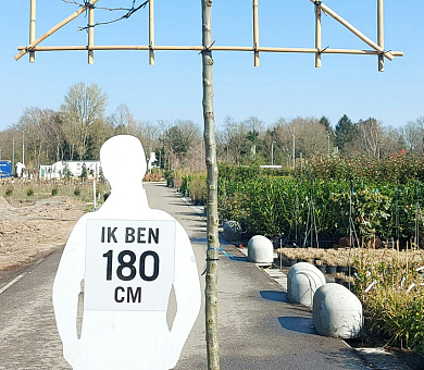 hoogstam leiboom, stamomtrek 12-14 cm, rek 150x120cm, in pot
