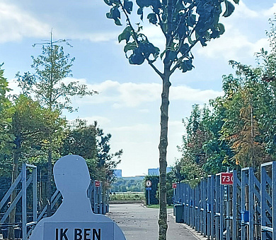 hoogstamboom, stamomtrek 12-14 cm, in pot