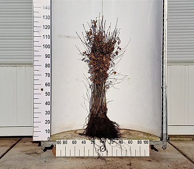 80-100cm hoog, 2jarig wortelgoed, per 25, prijs/stuk