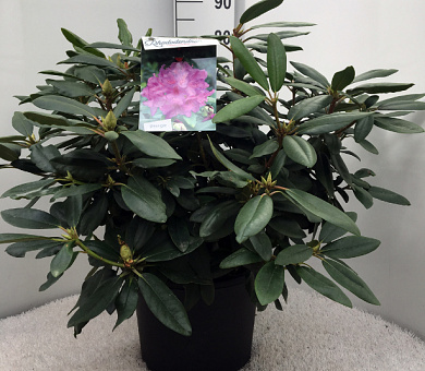 60 tot 80 cm hoog, pot 20 liter