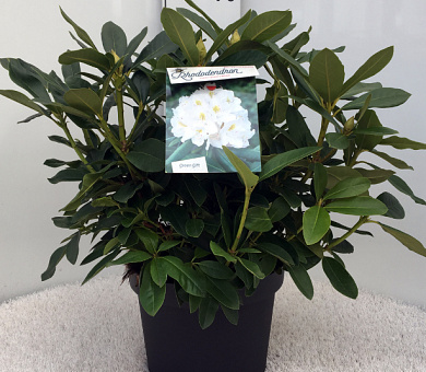 40 tot 50 cm hoog, in pot