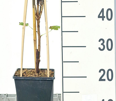 50 tot 60 cm hoog, pot 2 liter