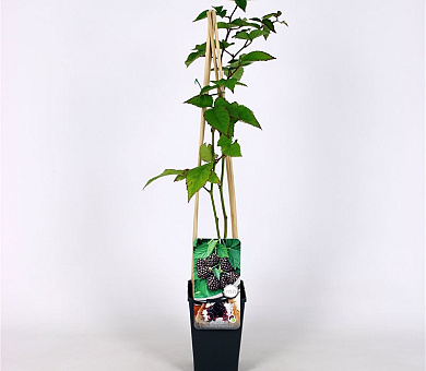 50 tot 60 cm hoog, pot 2 liter