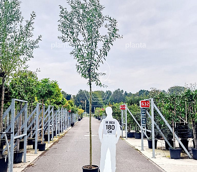 hoogstamboom geknot, stamomtrek 12-14 cm, in pot