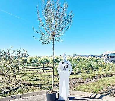 hoogstamboom geknot, stamomtrek 12-14 cm, in pot