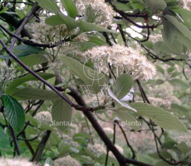 hoogstamboom, stamomtrek 14-16 cm, draadkluit