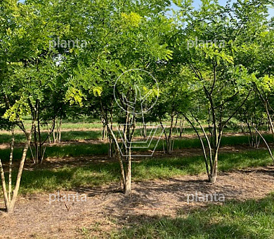 350 tot 400 cm hoog, meerstammig, draadkluit