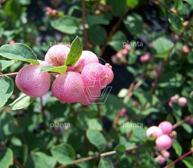 Sporkehout: alles over de Frangula alnus plant