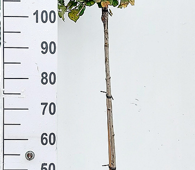 stam 90 cm hoog, pot 7.5 liter