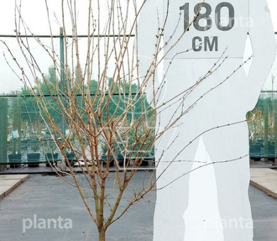 125 tot 150 cm hoog, in pot